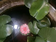 -微山岛春天里酒家