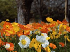 -名花谷生态庄园
