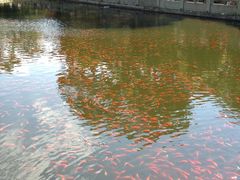 -普陀山慧济禅寺