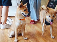 -柴犬高等学院·狗咖·柴犬售卖·宠物训练