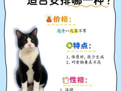 -翊宠yipet猫狗购宠庄园