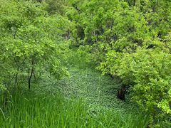 -西湖风景区-江洋畈生态公园