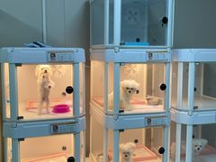 -翊宠yipet猫狗购宠庄园犬舍•猫舍