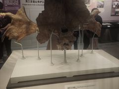 -北京周口店北京人遗址博物馆