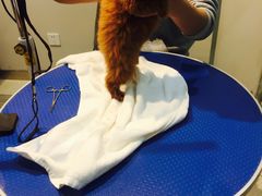 -PETKIT 小佩宠物·低压洗护·美容·寄养(安远店)