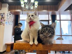 -蓝鲸·缅因猫舍