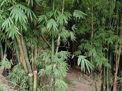 -南山植物园