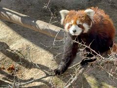 -青藏高原野生动物园