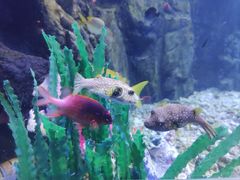 -太平洋海底世界