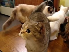 大堂-猫色咖啡·猫咖
