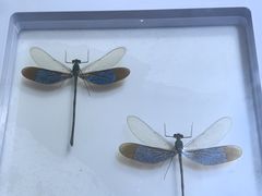 -上海昆虫博物馆