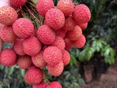 -鹏城八珍深圳特产手信(罗湖店)