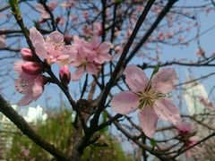 android_upload_pic-西北湖绿化广场