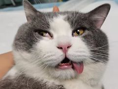 -爱贝特动物医院·猫口炎专科