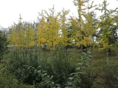 -莲花池公园
