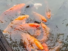 -乌村