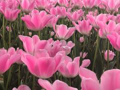 -洛阳郁金香牡丹园