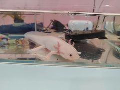 -喵宠乐园·撸猫互动·猫舍