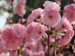 -天适樱花悠乐园