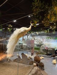 -Zoolung Zoolung动物主题公园(海信广场店)