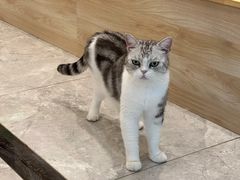 -有猫儿腻咖啡厅.猫咖