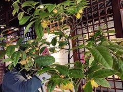 -松鹤楼(山塘街店)