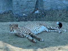 -北京野生动物园