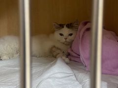 -谐和贝康宠物医院24小时·宠保定点(急重症转诊中心)