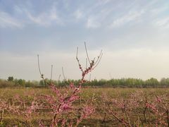 -汉长安城未央宫国家考古遗址公园