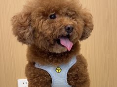 -瑞派康怡24h宠物医院·犬猫医疗中心·微创绝育(瑞景分院)