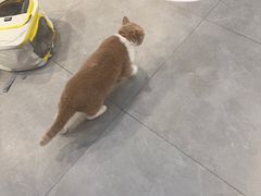 -伟伟宠物医院·CT影像中心·瑞派犬猫综合性门诊(汉口总院)