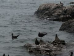 -海驴岛(荣成市)