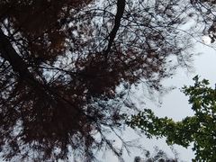 -重庆彩云湖湿地公园