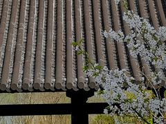 -大明寺素斋