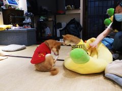 -逗柴咖啡屋·狗咖猫咖宠物桌游