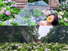 -天适樱花悠乐园