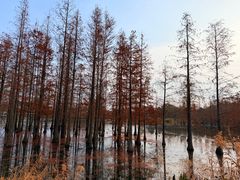 -白鹭湾湿地公园