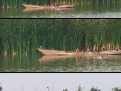 -盐城丹顶鹤湿地生态旅游区