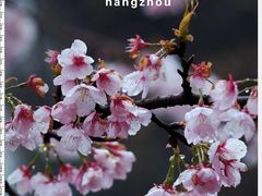 -杭州植物园