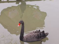 -长兴太湖图影湿地文化园