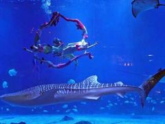 -烟台海昌鲸鲨海洋公园