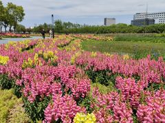 -春花秋色城市公园