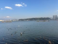 -洱海月湿地公园