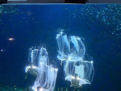 -合肥海洋世界