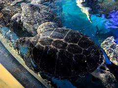 -烟台海昌鲸鲨海洋公园