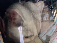 -小叮当动物医院·骨科·眼科