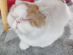 -Heymao猫咖.咖啡厅(东门店)