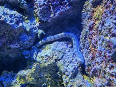 -新加坡海洋生态馆