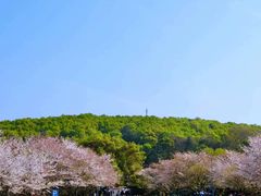 -武汉大学-樱园