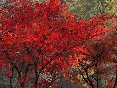 -素山寺森林公园